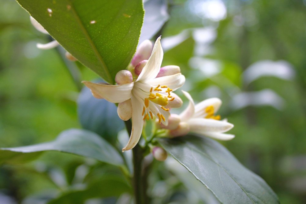 lemon tree flower to fruit