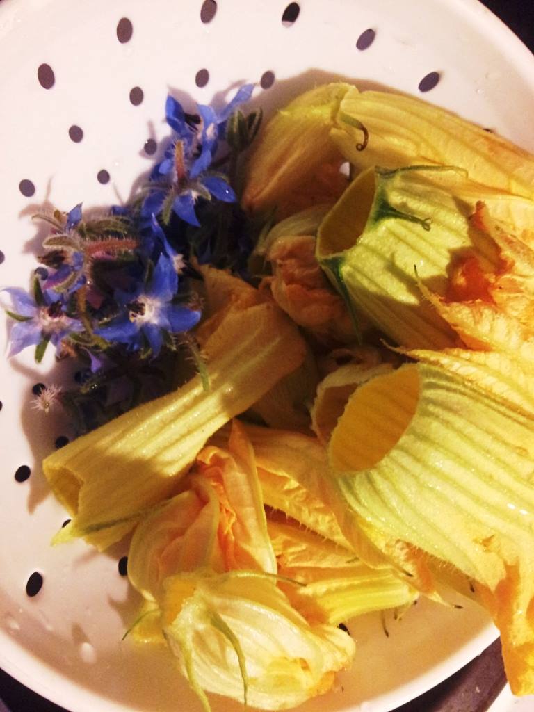 edible flowers, Flowers you can eat, edible Borage, male squash and zucchini flowers, edible garden flowers, edible vegetable flowers