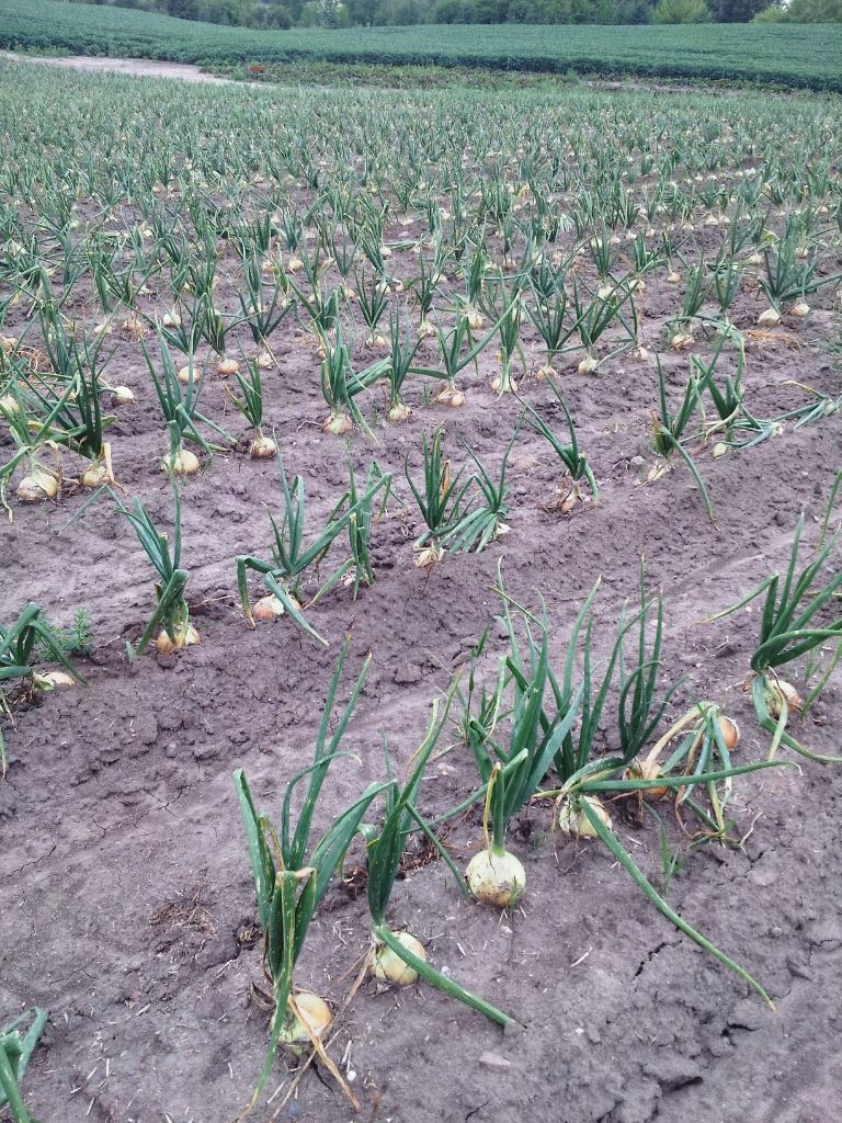 13901615_1233694416642854_462201684_o (1)